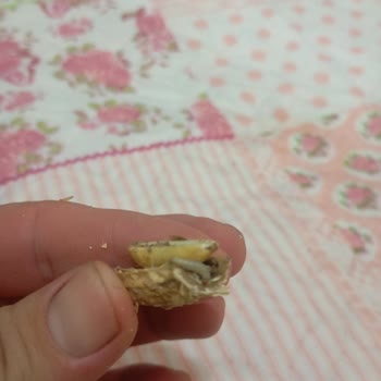 Şok Market Kurtlu Fıstık