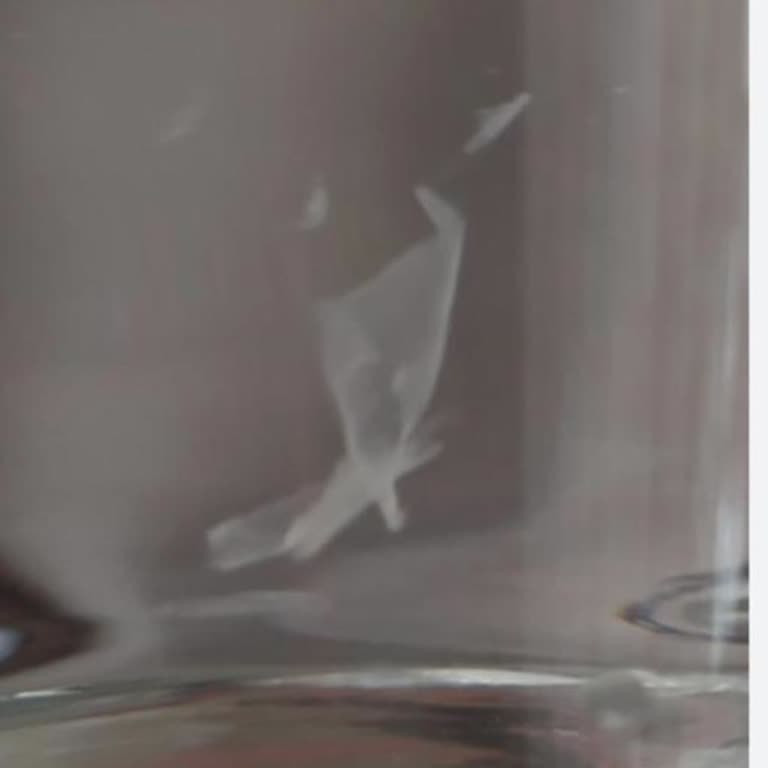 Beko Su Sebili Yosunlaşması