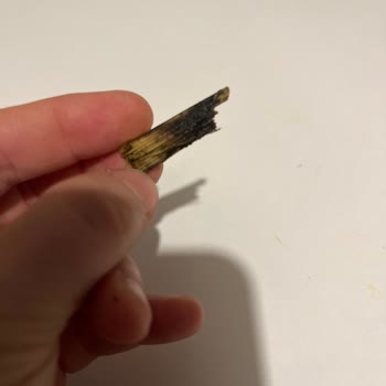 Superfresh Dondurulmuş Ispanak İçinden Tahta Çıktı