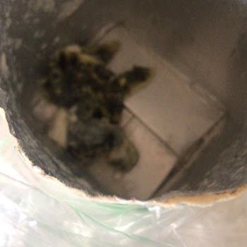 Pınar Et Ve Süt İçerisinden Çıkan Şok Edici Madde!