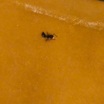 Ben Gurme Pestilin İçinden Karınca Ve Sucuğun İçinden Kıl Çıktı