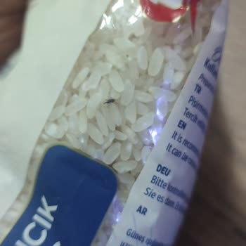 Tat Bakliyat Tat Pirinçte Böceklerle Karşılaştım