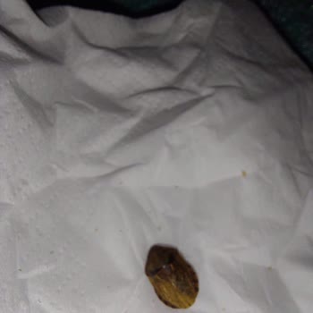 A101 - Çerezya Böcekli Ürün...