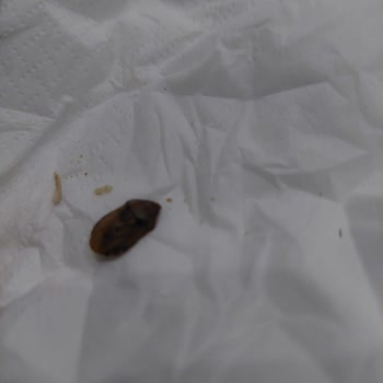 A101 - Çerezya Böcekli Ürün...