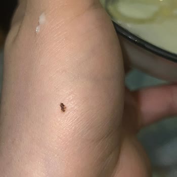 Hero Baby Mamada Ölü Böcekler Bulunuyor