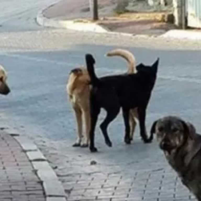 Silivri Belediyesi Köpekleri Toplayın Lütfen