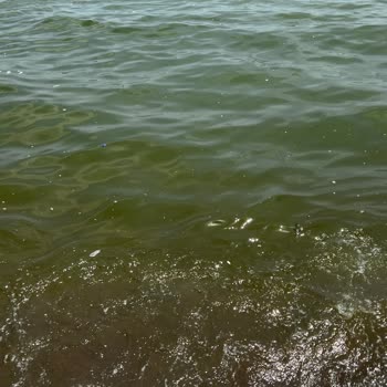 Atakent Belediyesi Susanoğlu Deniz Kirliliği