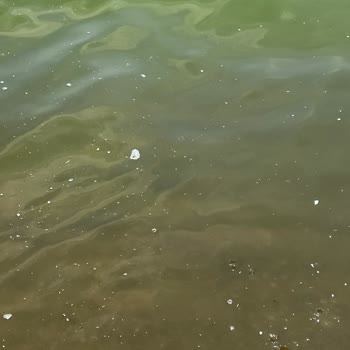 Atakent Belediyesi Susanoğlu Deniz Kirliliği