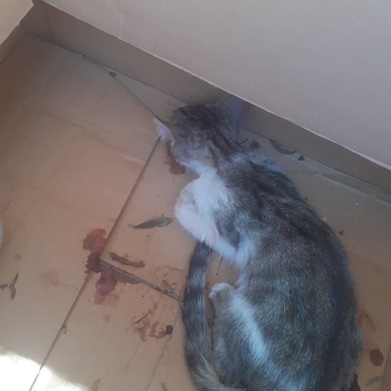 ABB - Ankara Büyükşehir Belediyesi Pet-vet Ambulans Hizmeti Aksaklığı