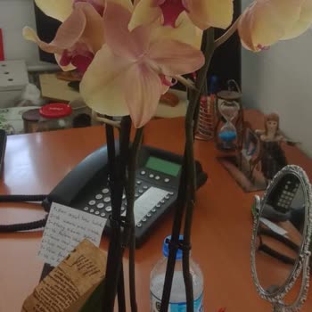 Osevio.com Farklı Yanlış Ürün