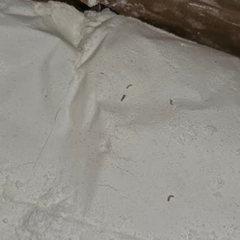 Migros Sanal Market Alışverişinde Kurtçuk Ve Böcek Şoku