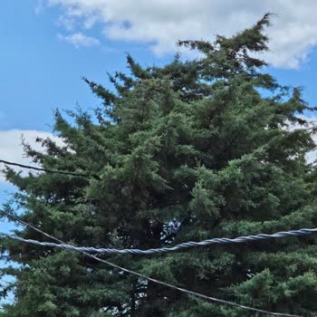 Boğaziçi Elektrik - BEDAŞ Elektrik Kablosu Zarar Görüyor