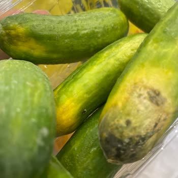 Şok Market Uygulaması Çürük Eksik Ürün Gönderdi