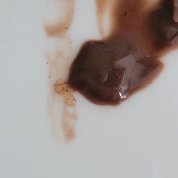 Algida Frigola Dan Kurt Çıktı