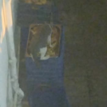 Belmare Hotel Belmare Otel'de Hijyen Ve Hizmet Sorunları