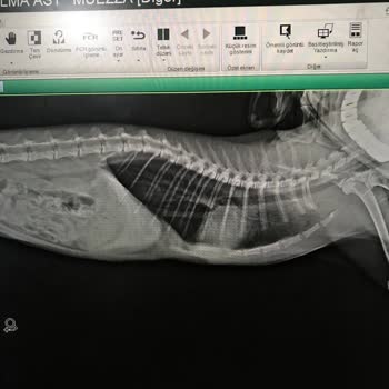 Fatih Hayvan Hastanesi İhmalkarlık Sonucu Sağlık Sorunu