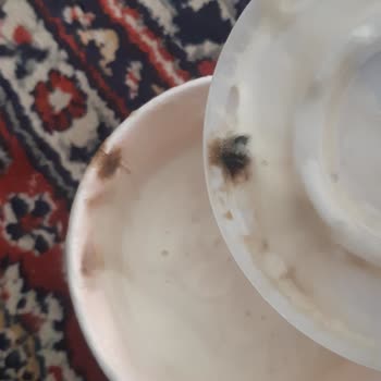 Algida Siparişte Sağlık Tehlikesi: Küflü Dondurma Gönderildi