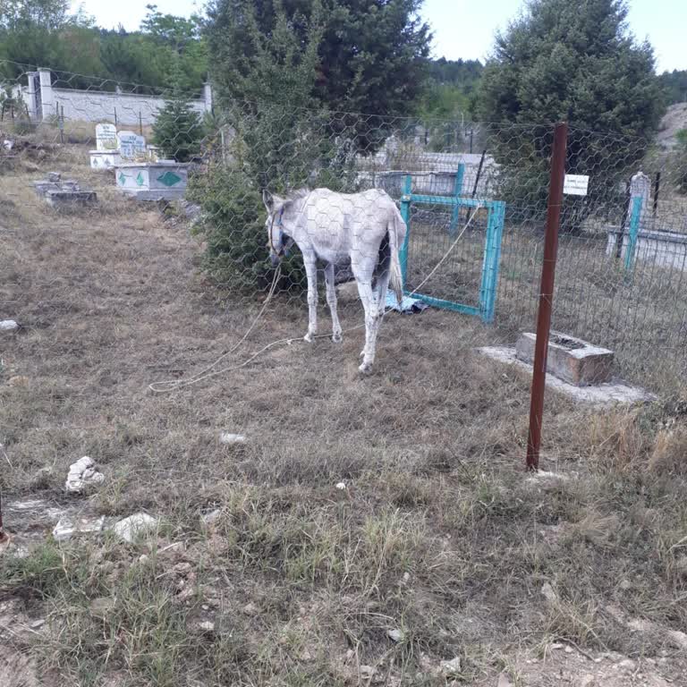 Kastamonu Belediyesi Mezarlıklarında Uygunsuz Olaylar!