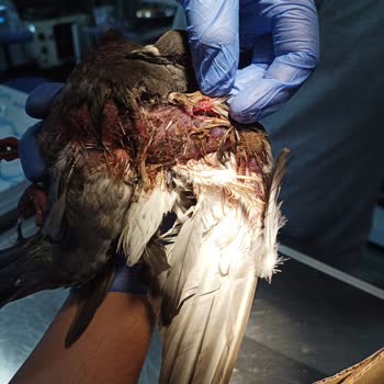 Çekmeköy Belediyesi Milli Park Ve Bahçeler Müdürlüğü İlgisizliği