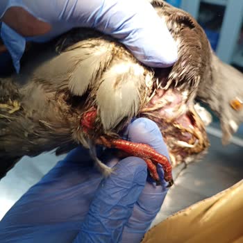 Çekmeköy Belediyesi Milli Park Ve Bahçeler Müdürlüğü İlgisizliği