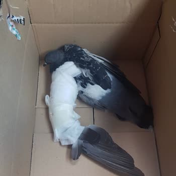 Çekmeköy Belediyesi Milli Park Ve Bahçeler Müdürlüğü İlgisizliği