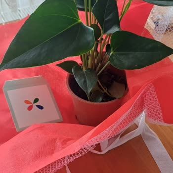 ÇiçekSepeti Saksısız Çiçek Gönderildi