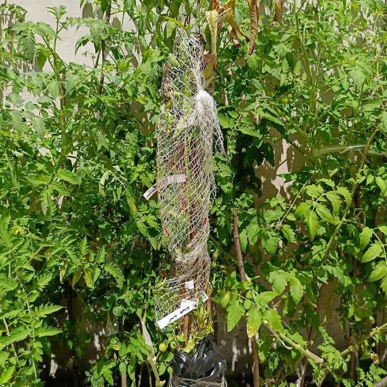 Fidan Diyarı (fidandiyarim.com) Sipariş Sorunları Ve Kalitesiz Ürün Teslimatı