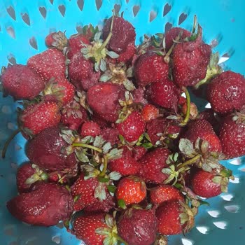 Migros Market Bozuk Ürün Gönderimi