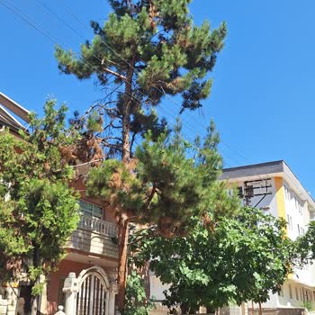 Aksa Fırat Elektrik Dağıtım Karanlık Sokak, Elektrik Tellerine Ağaç Dalları Temas Ediyor