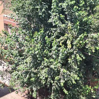 Aksa Fırat Elektrik Dağıtım Karanlık Sokak, Elektrik Tellerine Ağaç Dalları Temas Ediyor
