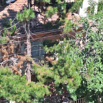 Aksa Fırat Elektrik Dağıtım Karanlık Sokak, Elektrik Tellerine Ağaç Dalları Temas Ediyor