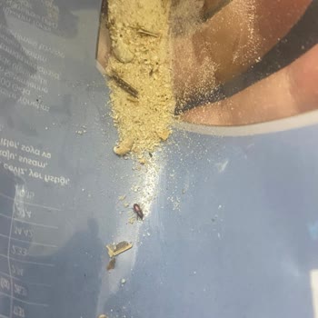 BİM'de Satılan Çekirdeğin İçerisinden Böcek Çıktı