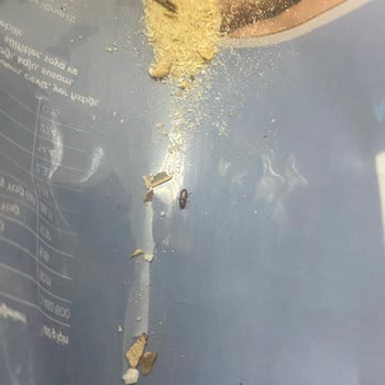 BİM'de Satılan Çekirdeğin İçerisinden Böcek Çıktı