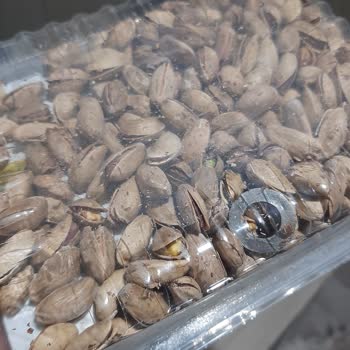 Çerezya Antep Fıstığı İçinden Demir Çıktı