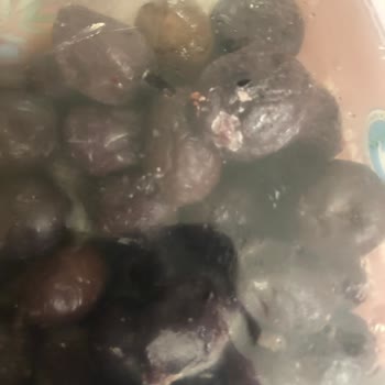 MarmaraBirlik Zeytinlerin Küflü Çıkması