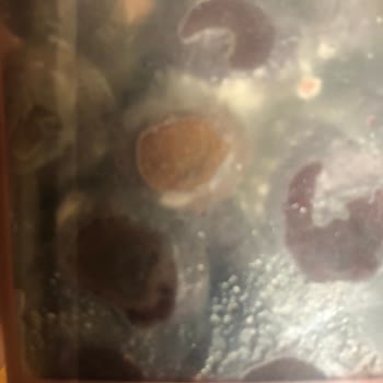 MarmaraBirlik Zeytinlerin Küflü Çıkması