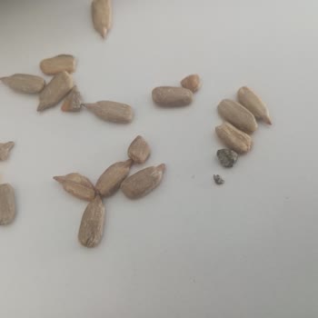 Çerezya Firmasının Ürünü Dişimizden Edecekti!