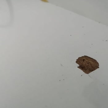 Vestel Servisten Çektiklerim, Yine Bana Aynı Servisi Yönlendiriyorlar.