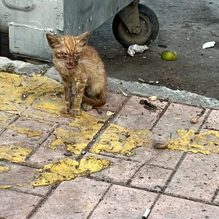 Mersin Büyükşehir Belediyesi Canlı Olarak Teslim Edilen İki Sokak Hayvanın Birkaç Gün İçinde Ölmesi