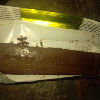 Torku Kurtlanma Sorunu Var