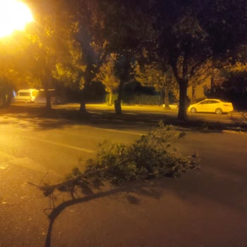 ABB - Ankara Büyükşehir Belediyesi Yenimahalle'deki Tehlikeli Ağaç Dalları İçin Acil Budama Talebi!