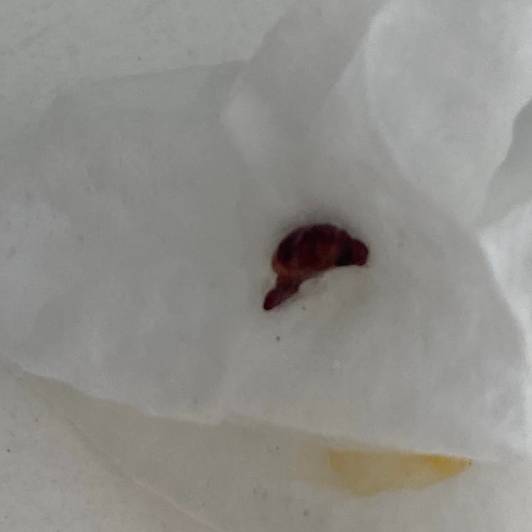 Migros M Life Bio Yumurtadan Çıkan Şey