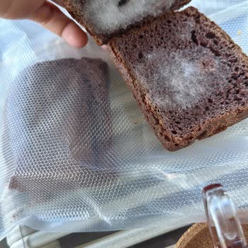 Siyez Pide İki Günde Buzdolabında Küflenen Ekmekler