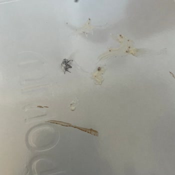 Usluoğlu Baklavacılık Pastamızdan Sinek Çıktı