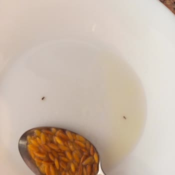 Harras Şehriyeden Böcek Çıktı