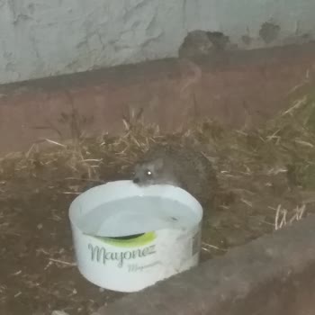 Sarıyer Belediyesi İstinye Devlet Hastanesi Önündeki Yeşil Alanlar Betonlaştı