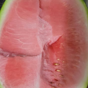 Migros'tan Alınan Karpuz Olmamış Bozuk Çıktı