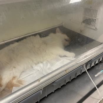 OMÜ Hayvan Hastanesi Kedimizin Neden Öldüğünü Söylemediler