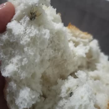 A101 Ekmeğinden Böcek Çıktı