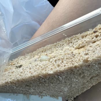 Tada! Küflü Sandviç